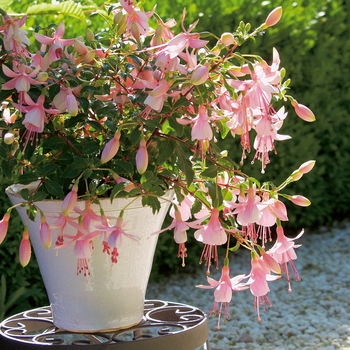 Fuchsia Shadow Dancers® 'Rosella'