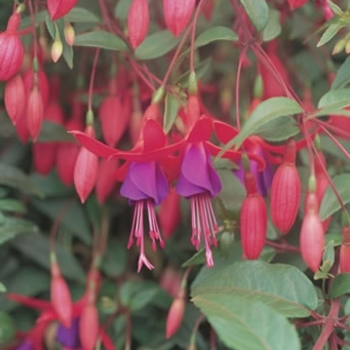 Fuchsia 'Wilma Verslot' 