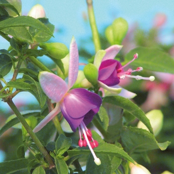 Fuchsia Shadow Dancers® 'Violette'