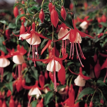 Fuchsia Shadow Dancers® 'Betty'