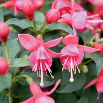 Fuchsia Shadow Dancers® 'Yolanda'