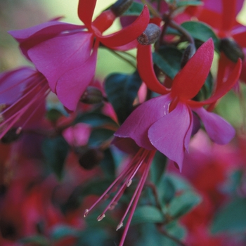 Fuchsia Shadow Dancers® 'Marcia'