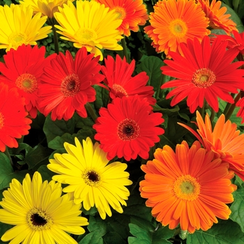 Gerbera 'Salsa Mix' 