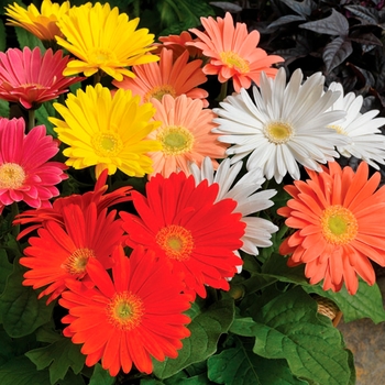 Gerbera EZdazy™ 'Springtime Mix'