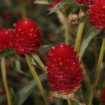 Gomphrena haageana Forest™ 'Red'