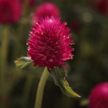 Gomphrena haageana 'Pink' 