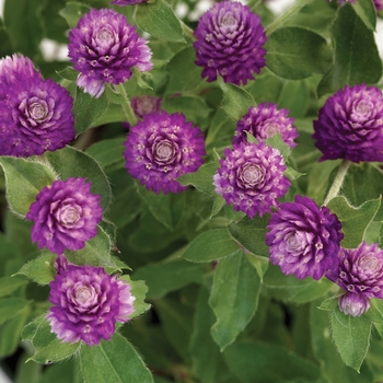 Gomphrena Lil' Forest™ 'Sugared Plum'