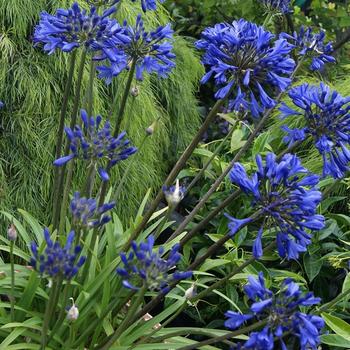 Agapanthus 'Glowbelle' 