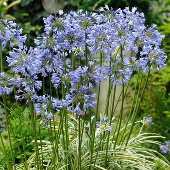 Agapanthus orientalis 'Silver Star' 