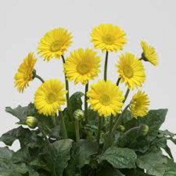 Gerbera 'Sweet Smile' 