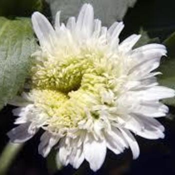 Leucanthemum x superbum 'Esther Read' 