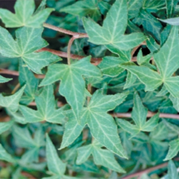 Hedera helix 'Ritterkreuz' 