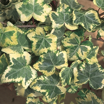 Hedera helix 'Golden Ingot' 