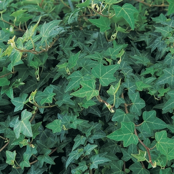 Hedera helix Proven Accents® 'Patricia®'