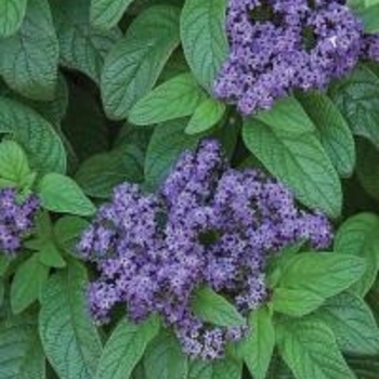 Heliotropium arborescens 'Fragrant Blue'