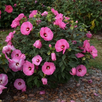 Hibiscus Summerific® 'Candy Crush'