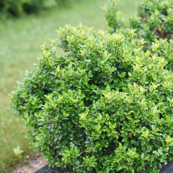 Ilex x meserveae 'SMNIFA' PP31118, Can PBRAF