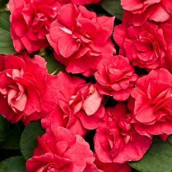 Impatiens walleriana Rockapulco® 'Red'