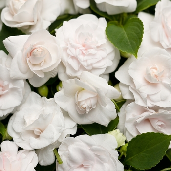 Impatiens walleriana Rockapulco® 'White'