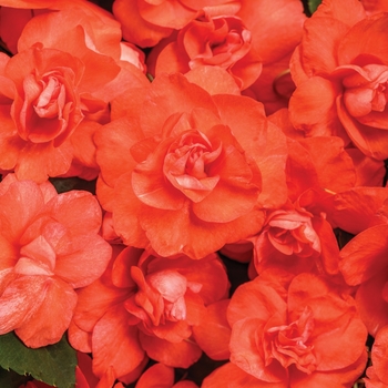 Impatiens walleriana Rockapulco® 'Orange'