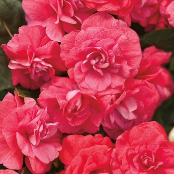 Impatiens walleriana Rockapulco® 'Coral Reef'