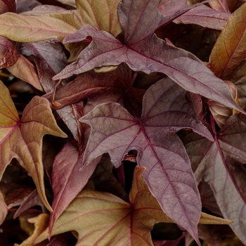 Ipomoea batatas Proven Accents® 'Sweet Caroline Red Hawk™'