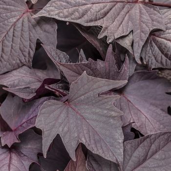 Ipomoea batatas Proven Accents® 'Sweet Caroline Bewitched After Midnight™'