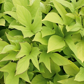 Ipomoea batatas 'Sweet Caroline Light Green' PP15028, Can 2975