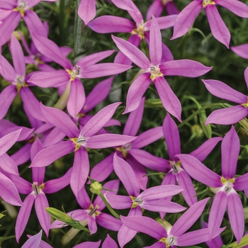 Isotoma axillaris 'Patti's Pink™' Can PBRAF