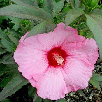 Hibiscus moscheutos 'Stardust' PP21479