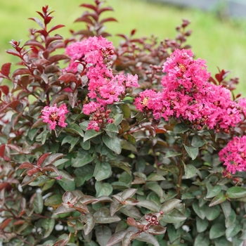 Lagerstroemia indica 'SMNLIDS' PPAF