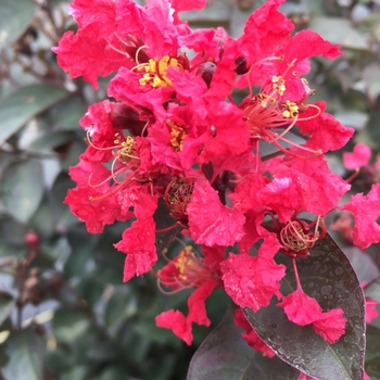 Lagerstroemia indica Rikki Tikki™ Rouge