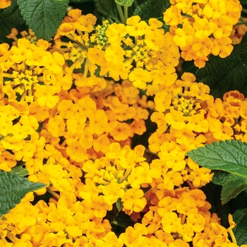 Lantana camara Luscious® 'Goldengate™'