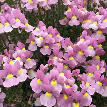 Nemesia fruticans Aromance™ 'Pink'