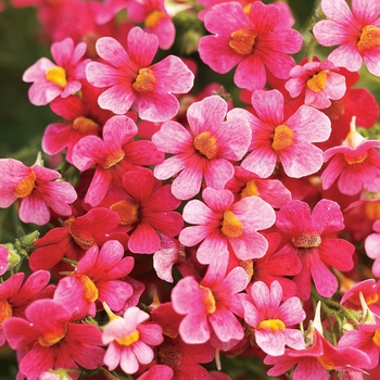 Nemesia 'Watermelon' 