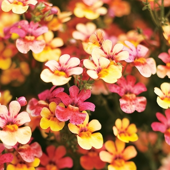 Nemesia Juicy Fruits® 'Kumquat'