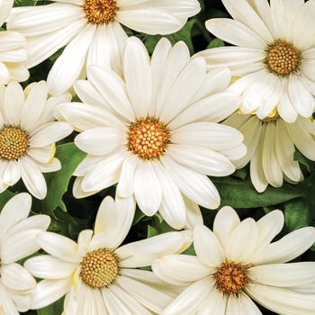 Osteospermum 'White' PPAF, Can PBRAF