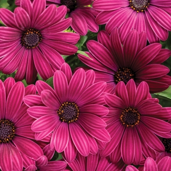 Osteospermum 'INOSTBLPUR' PPAF, Can PBRAF