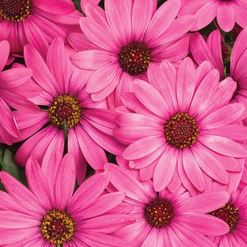 Osteospermum 'Berry Rose' PPAF, Can PBRAF