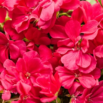 Pelargonium Boldly® 'Hot Pink'