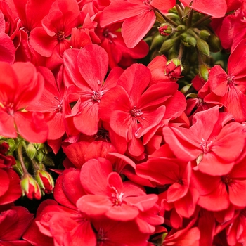 Pelargonium Boldly® 'Scarlet Fire'