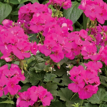 Pelargonium Boldly® 'Lavender Rose'