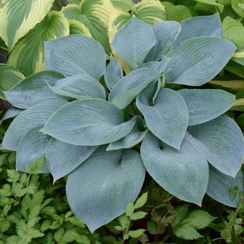 Hosta 'Wishing Well' 