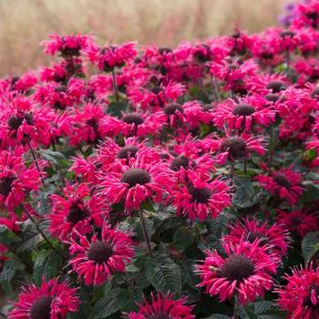 Monarda 'Bee-Happy' 