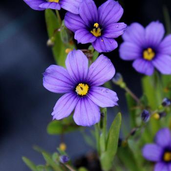 Sisyrinchium bellum 'Rocky Point' 