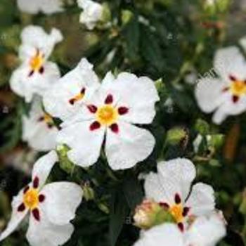 Cistus x aguilarii 'Maculatus' 