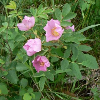 Rosa woodsii