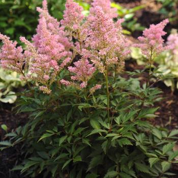 Astilbe x arendsii 'Darwins Dream' 