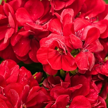 Pelargonium Boldly® 'Dark Red'