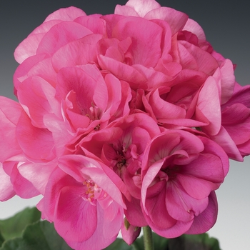 Pelargonium Daredevil® 'Orchid'